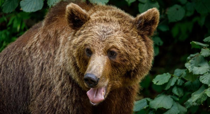 Medvetámadás történt a közelben: egy ember súlyosan megsérült