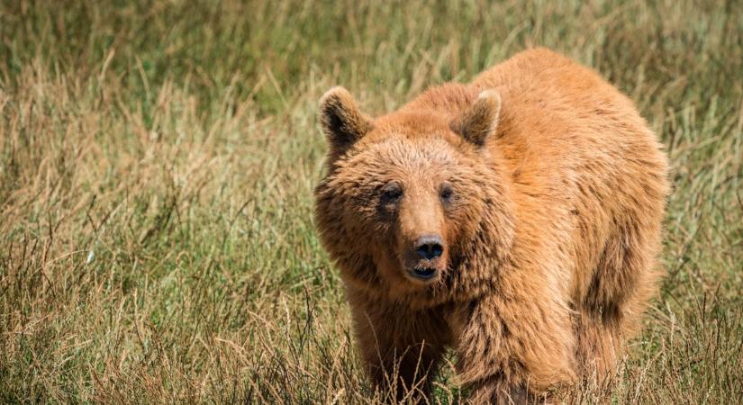 Súlyosan megsérült egy erdész Romániában – kilövési kísérlet közben támadt rá egy medve