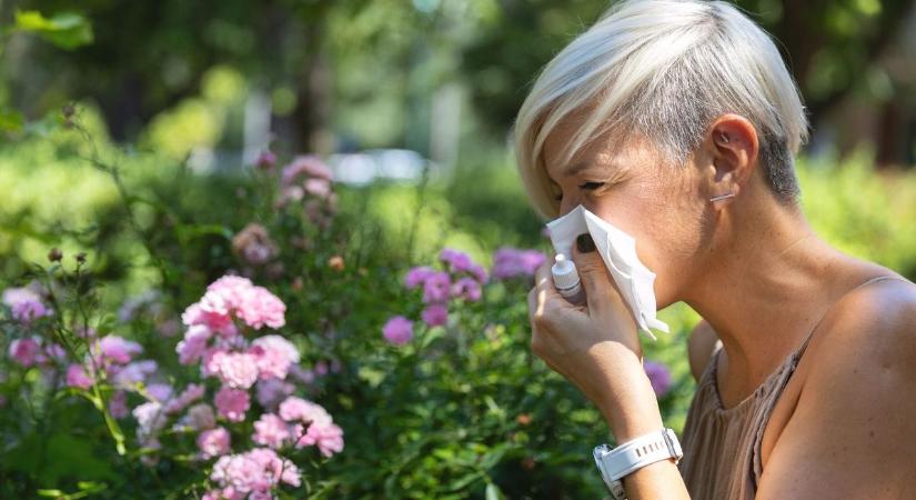 Jön a brutális tüsszögés: gyorsan nő a parlagfű, készülhetnek az allergiások