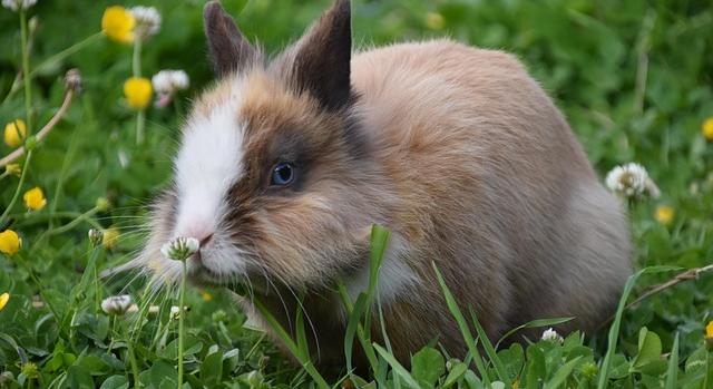 Milyen fűfélét szedhetünk a nyuszinak, tengerimalacnak, degunak, csincsillának?