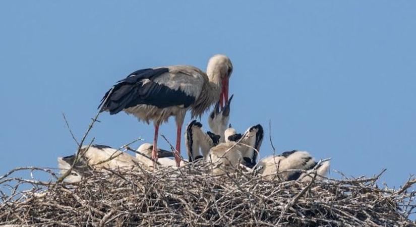 Pihe-puha tollgombócok voltak a fészek szélén, mára repülni tanulnak a Vadkerti gólyafiókák