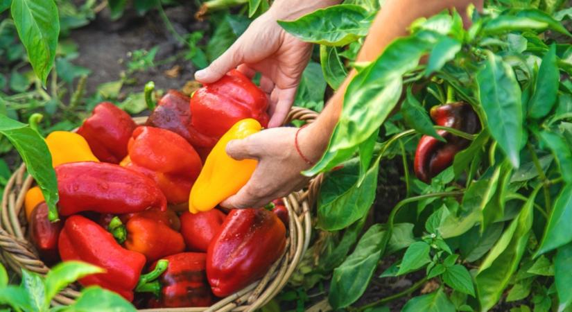 Miért sárgul a paprika levele? Eláruljuk, hogy mentsd meg a növényt!