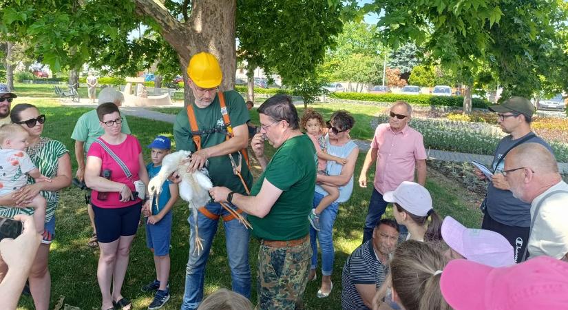 A vasi gólyák hűségesek, de ha kell, megvédik a fészküket az erőszakos betolakodótól - fotók