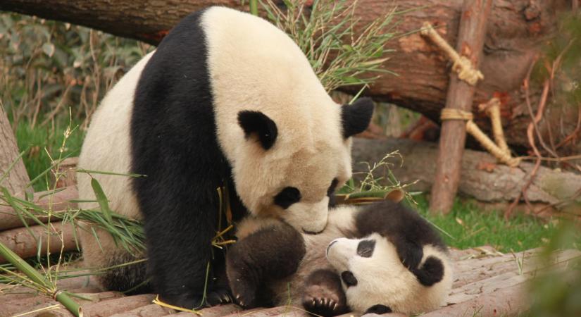 Pandatenyésztő és -kutató park jött létre Sanhsziban