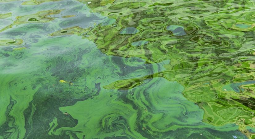 Megjelentek az algák a Balatonban, pedig az időjárás nem indokolná