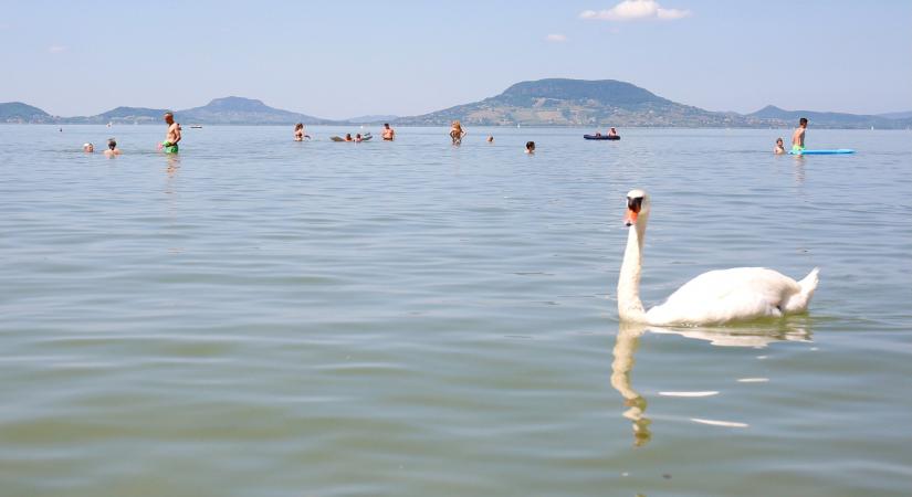 Különös jelenségre lettek figyelmesek a Balatonban – A fürdőzők ennek nem fognak örülni