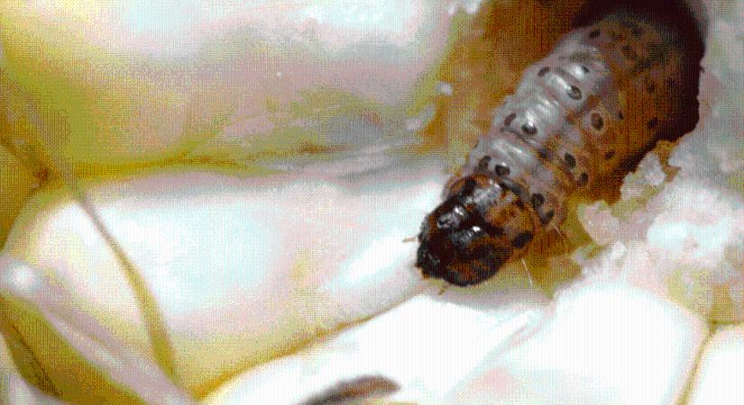 Hatékonyabbá válik a kukorica molykártevők elleni védelme