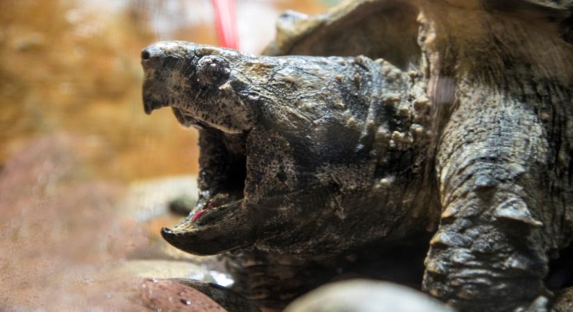 Sokkoló: veszélyes gigantikus hüllőt videóztak a Dunánál, kutyasétáltatás közben bukkantak rá