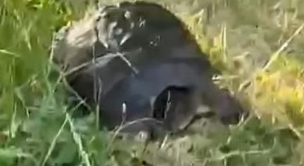 Videó: Aligátorteknős kóborol Csepelen