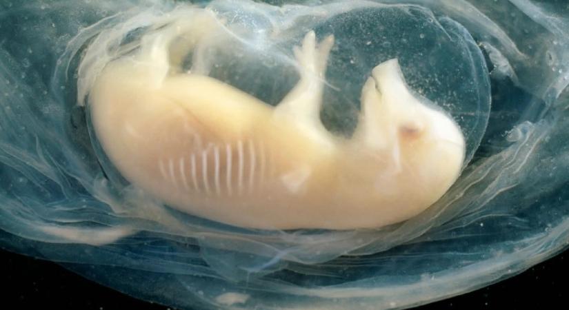 Először sikerült emberszívet előállítani sertésembrióban