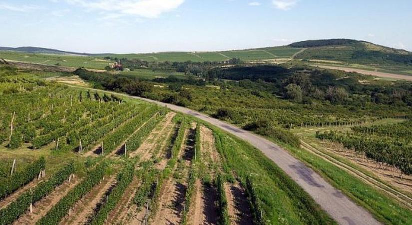 Tokaj környékén barangolt a Nébih – mit találtak?