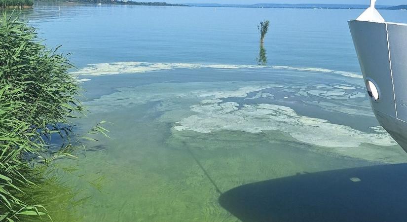 „Bizony lebeg a vízfelszínen ez a zöld trutyi" – algavirágzás indult a Balatonon