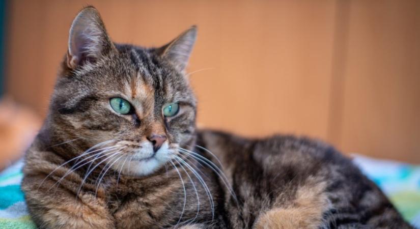 Ők a cicavilág unikornisai: a torbie macskák