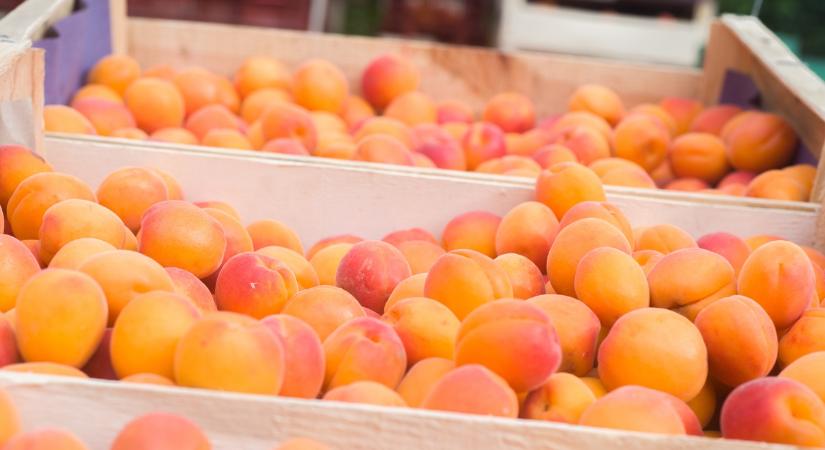 Sárgabarackot venni nem egyszerű – import, hazai, vagy félrevezetés?