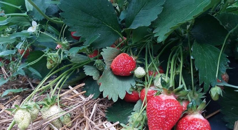 Lajosmizseiként árulták a román szamócát – minden tizedik termékkel gond volt