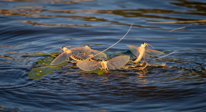 Elkezdődött a kérészrajzás a Tisza Szeged alatti szakaszán