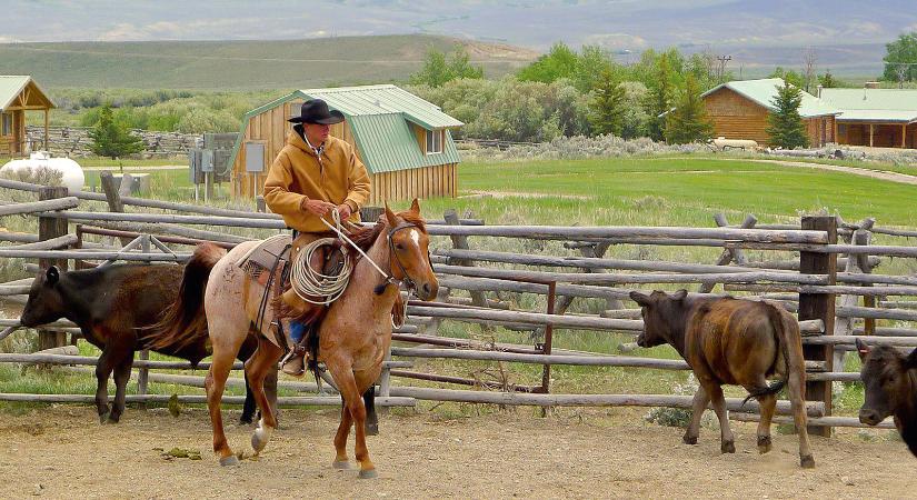 Egy magyar cowboy a ranchokon