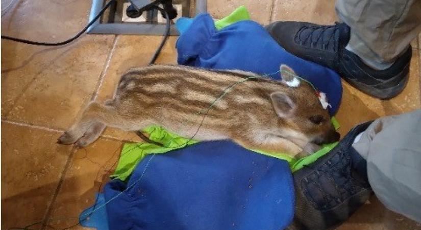Úttörő vaddisznókutatásban vizsgálják a nyelvi evolúciót az ELTE etológusai