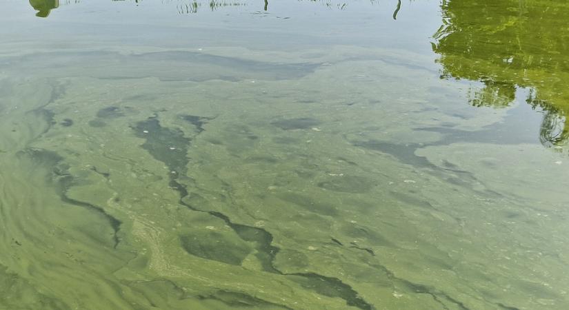 Különös jelenség a Balatonon