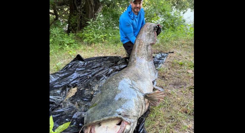 Óriás harcsa akadt horogra Tiszacsegénél