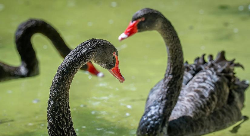 II. Erzsébet királynő patronáltjával bővült a Zoo Debrecen gyűjteménye