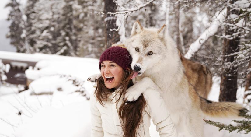 Így üdvözölte a nagyon barátságos szürke farkas a kanadai természetfotósokat