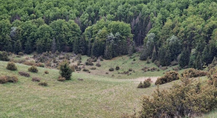 A télből a nyárba fordult egy nap alatt a helyzet a Bükk-fennsíkon