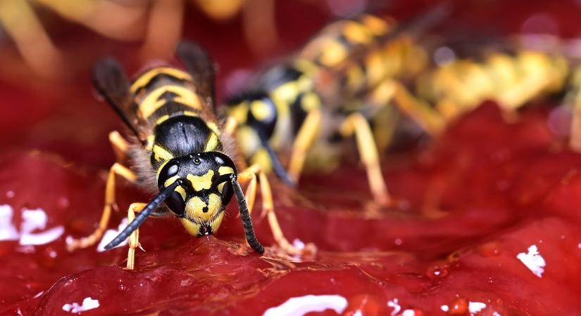 Darazsak jelentek meg az otthona körül? Így védekezhet ellenük anélkül, hogy baja esne