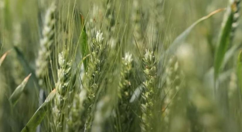 Milyen szerepe van a vetésidőnek és tőszámnak a búzatermesztés sikerében?  VIDEÓ