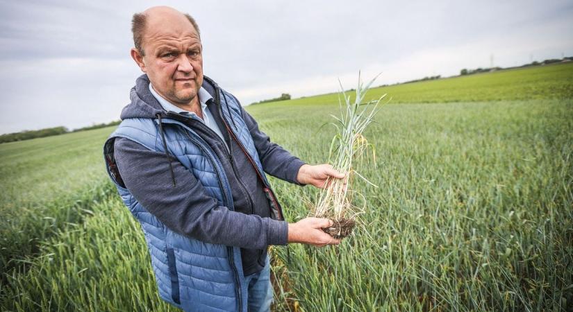 Jön a segítség: akár 56 ezer kisgazda is pályázhat aszálytámogatásra