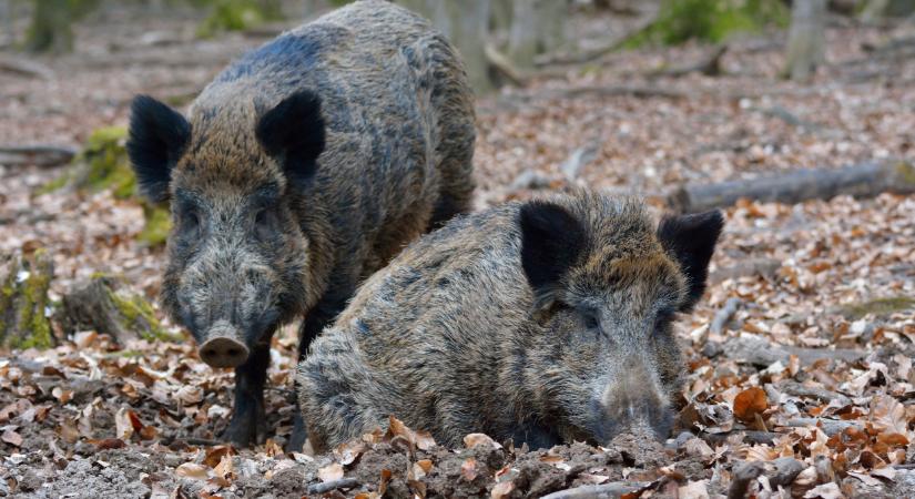 Meglepő felfedezést tettek a magyar kutatók a vaddisznók kapcsolatban