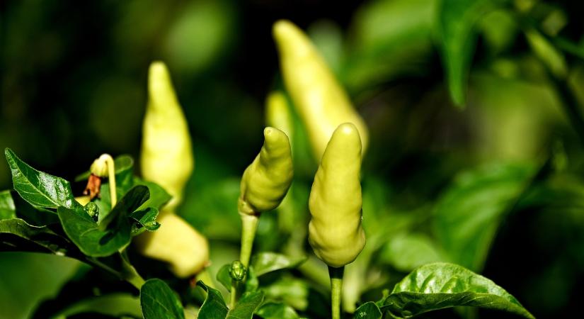 Sárgul a paprika levele? Semmi vész, még megmentheted!