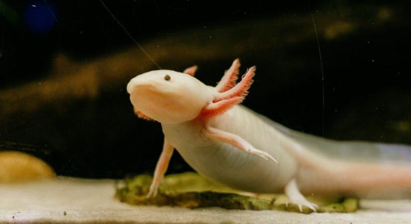Az axolotlok segíthetnek abban, hogy visszanöveszthessük végtagjainkat