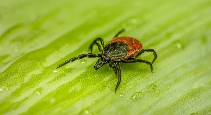 Kiránduljunk körültekintően – a kullancsok nem mennek szabadságra