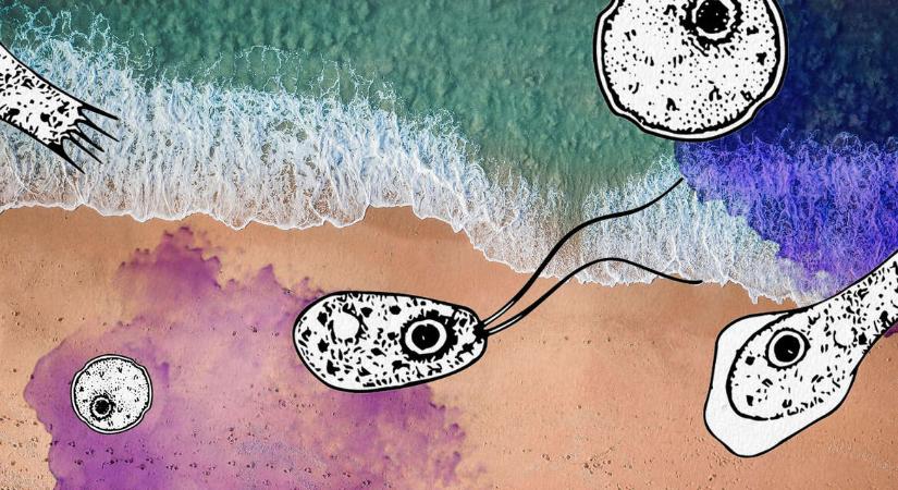 Agyevő amőba a vízben – veszély, amivel számolnunk kell, ha strandra megyünk?