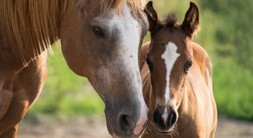 Vágtára születtek – mit tudnak a lovak génjei, amit a mi lábaink nem?