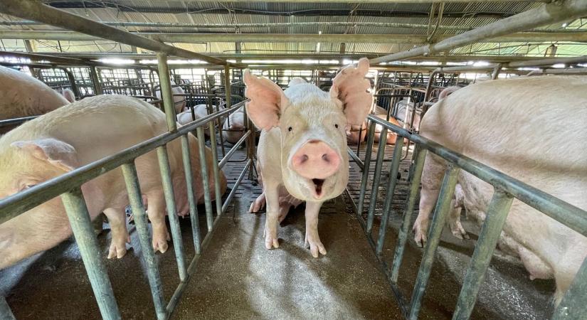 Vége lehet a rosszabb időknek, hatalmas piacot teremthet a kormány a magyar gazdáknak és agráriumnak