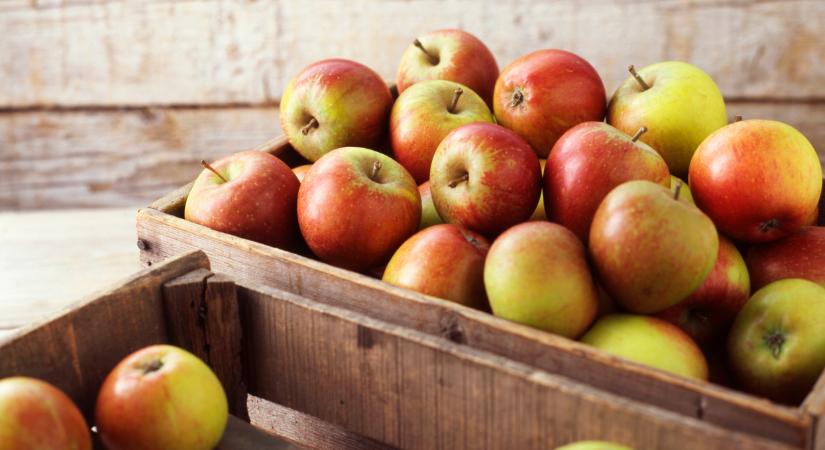 Fel kell készülni arra, hogy sok piacon rekordmagas lesz az alma ára - Agrárszektor