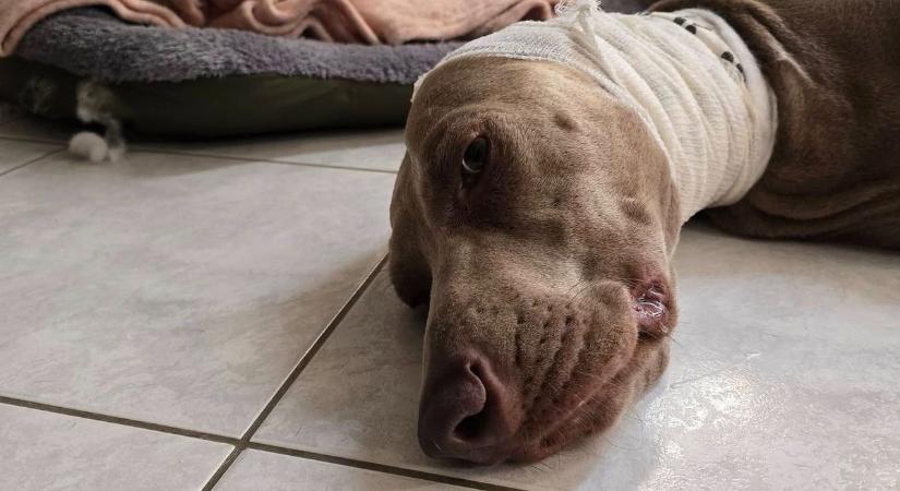 Kutyatámadás Szombathelyen: súlyosan megsérült egy vizsla - Vaol