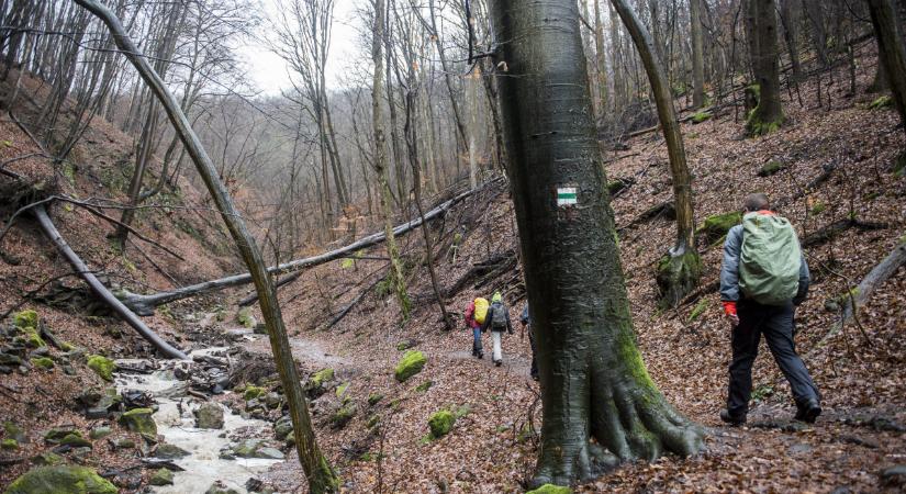 Eltévedt nők bolyongtak Sopron mellett az erdőben - Infostart