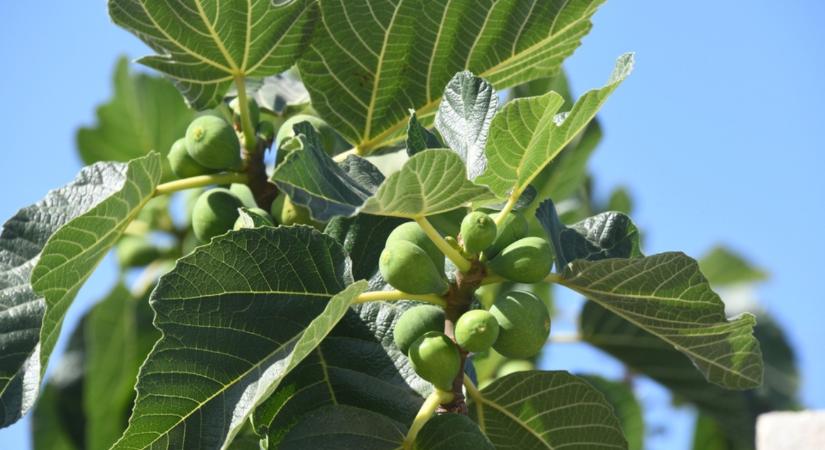 Hogyan lesz a fügéd minden évben bőtermő? Ez a titka! - Agroinform