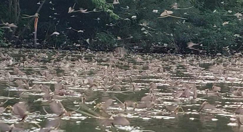 Virágzik a Tisza! - MetKép