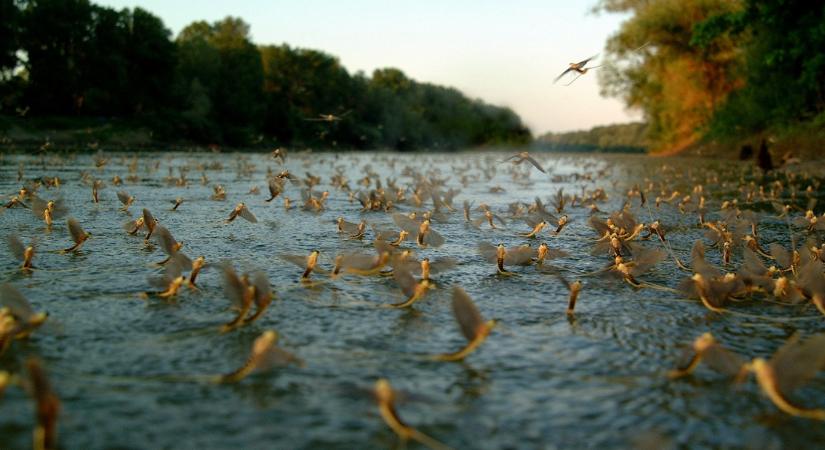 Tiszavirágzás: a Tisza-tónál is kezdődik a csoda - Debreceni Nap