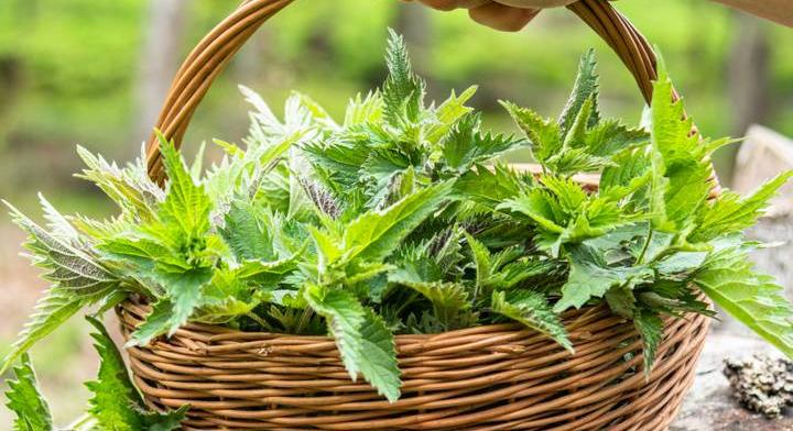8 szuper ötlet, mire használható a csalán: omlettben próbáltad már? - Só&Bors