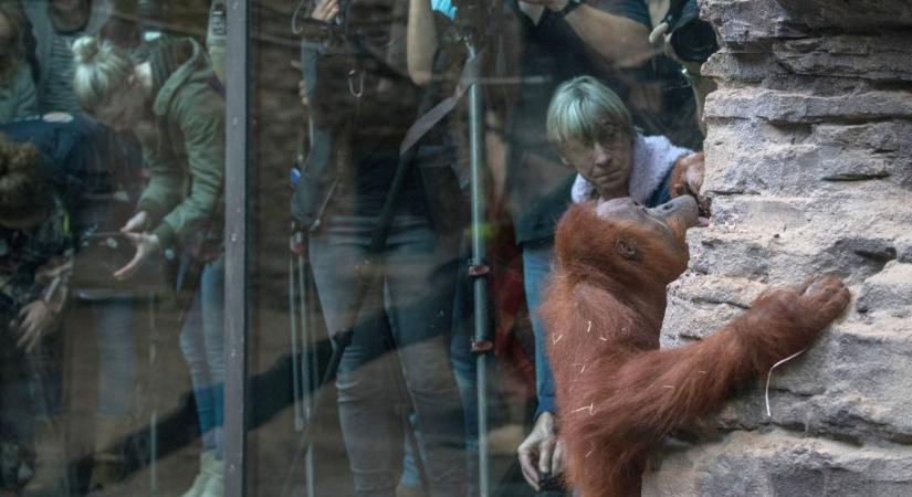 Elszabadultak az orangutánok a frankfurti állatkertben, kimenekítették a látogatókat - 24.hu