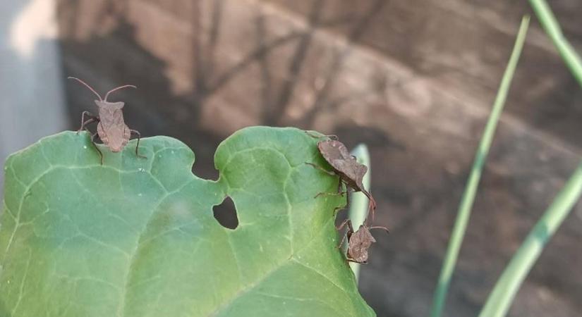 Növényvédelmi előrejelzés: a levéltetvek után jönnek a poloskák! - Agroinform