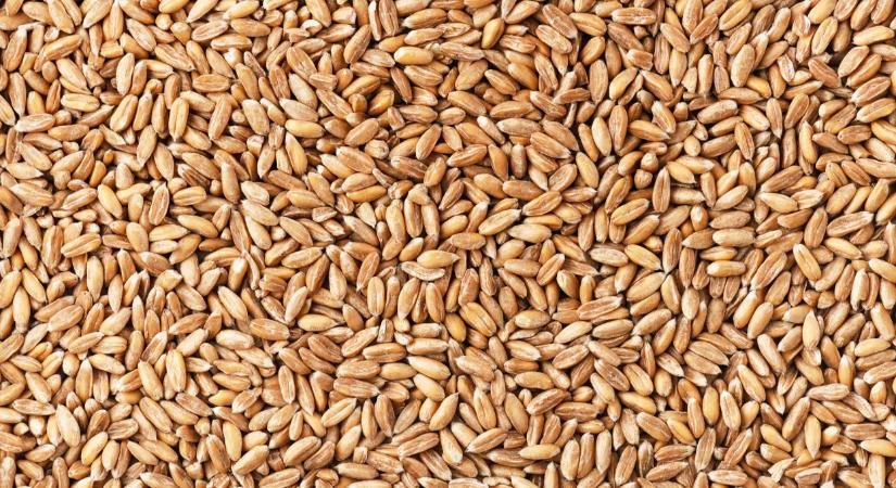 Váratlan hírek jöttek a gabonapiacról: erre nem sokan számítottak - Agrárszektor