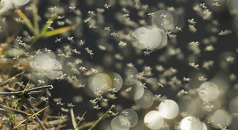 Mindent ellepnek: ruhát, ételt, autót – hatalmas invázió indul a Balatonnál - Napi.hu
