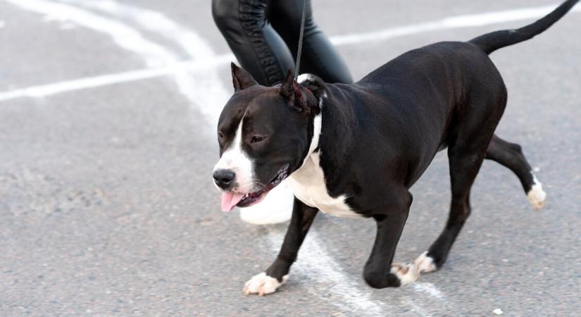 Kutyatámadás: hiába volt pórázon, súlyos sérüléseket okozott a terrier - HáziPatika
