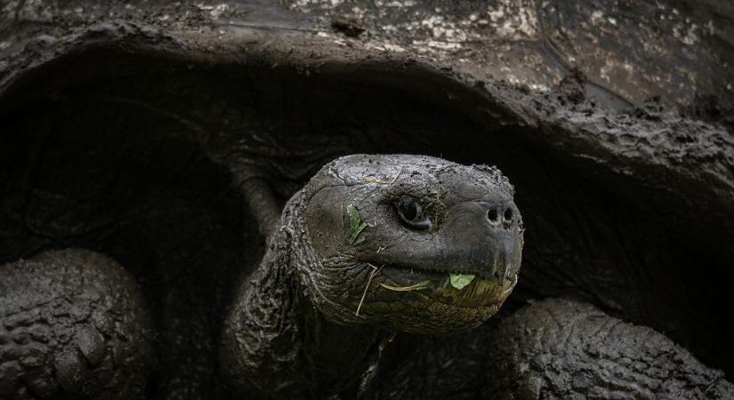 Százharmincöt év és számos próbálkozás után kikelt Góliát, a teknős első utódja - 24.hu